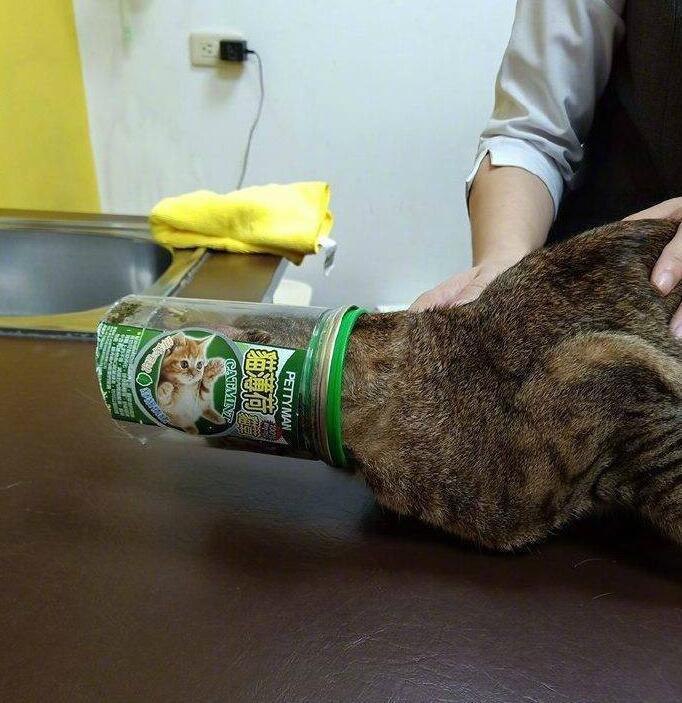 盘点那些猫咪偷吃被抓的瞬间!你能忍住不笑看到第几个?