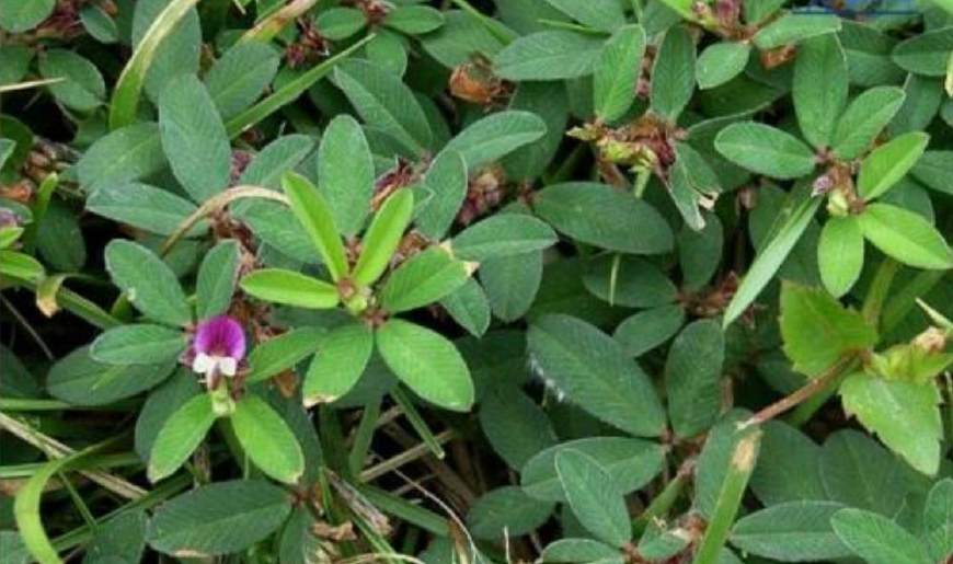 这种野草人称"掐不齐",能吸收黄金,能入药,很多人却不知道|鸡眼草