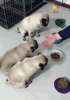 搞笑gif趣图:我连打狗棒都准备好了,这就是你说的恶犬?