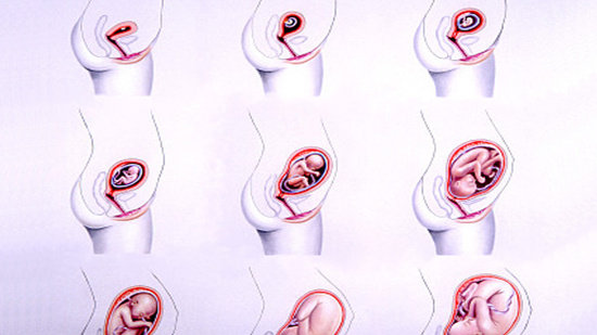 为什么宝宝会头朝下入盆?这样不会脑充血吗?