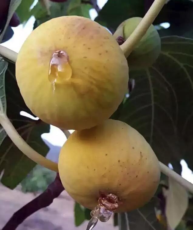 烂的果子一斤卖30元,长在树上的"糖包子",被称为水果皇后了!