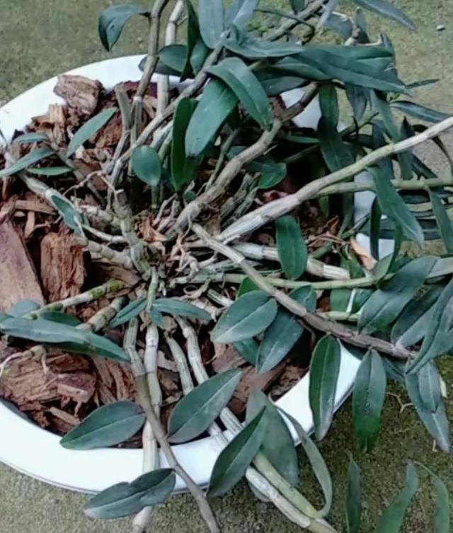 被称为"植物黄金"的它,价值贵过人参赛过何首乌,农民都挣着种