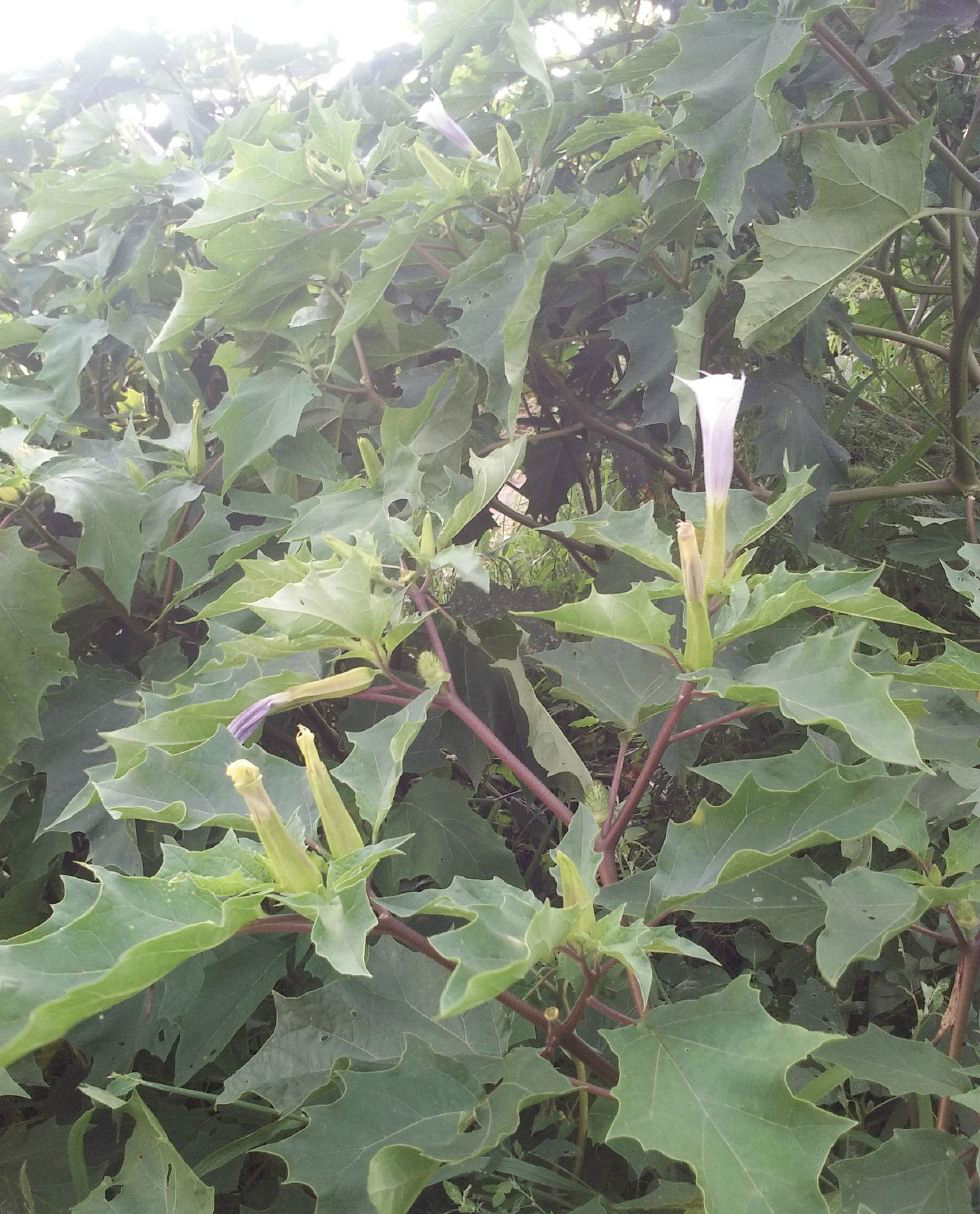 农村路边大团开满花的植物农村人当杂草古代竟把它制成蒙汗药