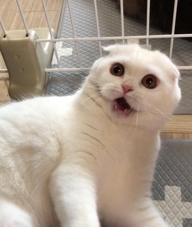 傲娇白猫想黏主人狂抓玻璃门失效卖萌露肉球放人家出去