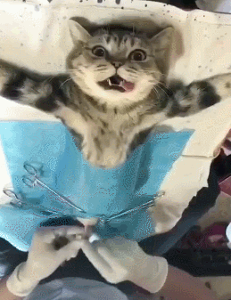 当猫咪醒来发现被绝育了的时候这表情也是没了谁了