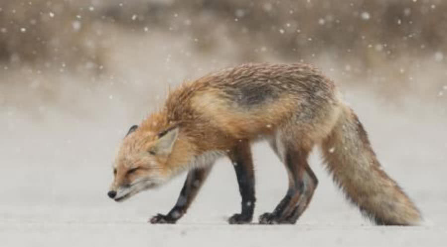 为啥狡猾的狐狸会向老人撒娇呢?背后的真相令人心酸落泪!