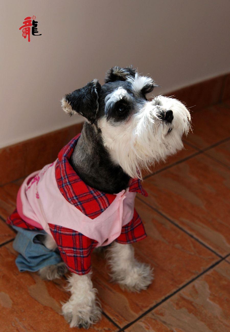 可爱的狗中小老头 雪纳瑞