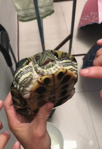 巴西龟讨厌主人的表现图片