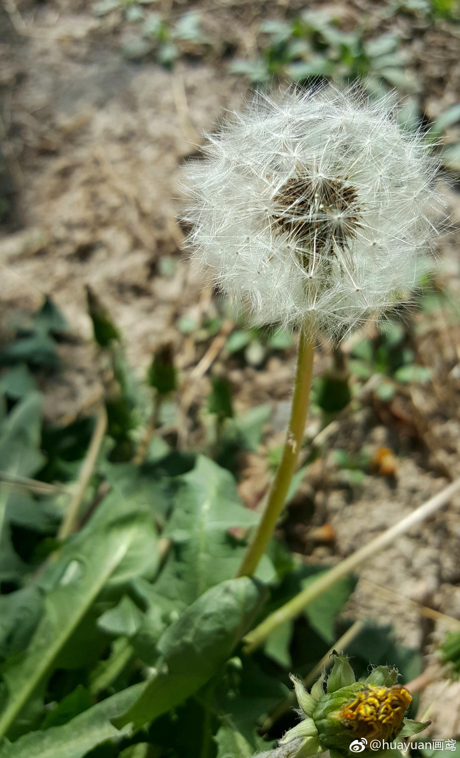 见过蒲公英的小伙伴看过来
