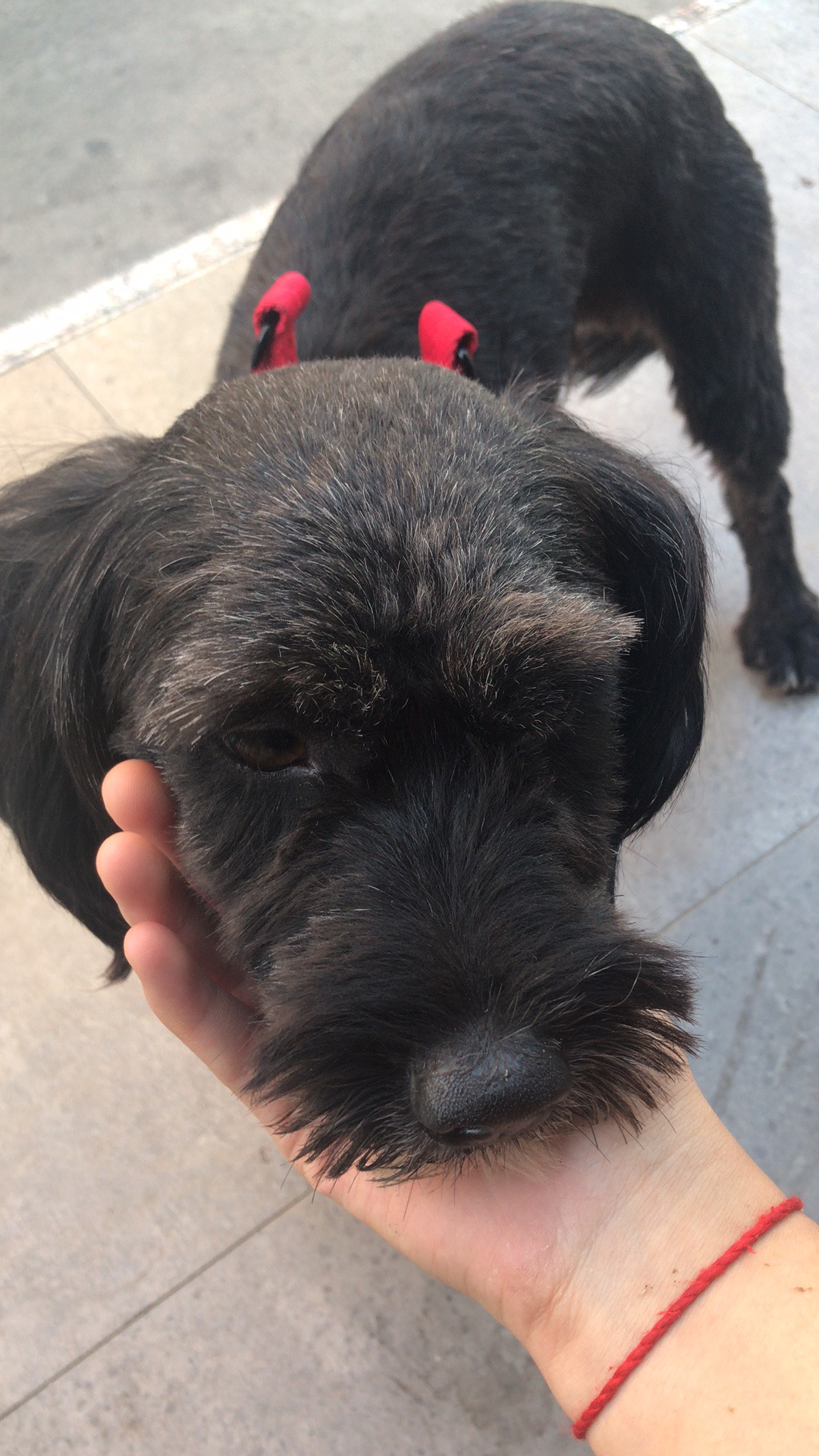 县后附近捡到一只走失的黑色雪纳瑞,系红色狗绳,谁家的狗子?