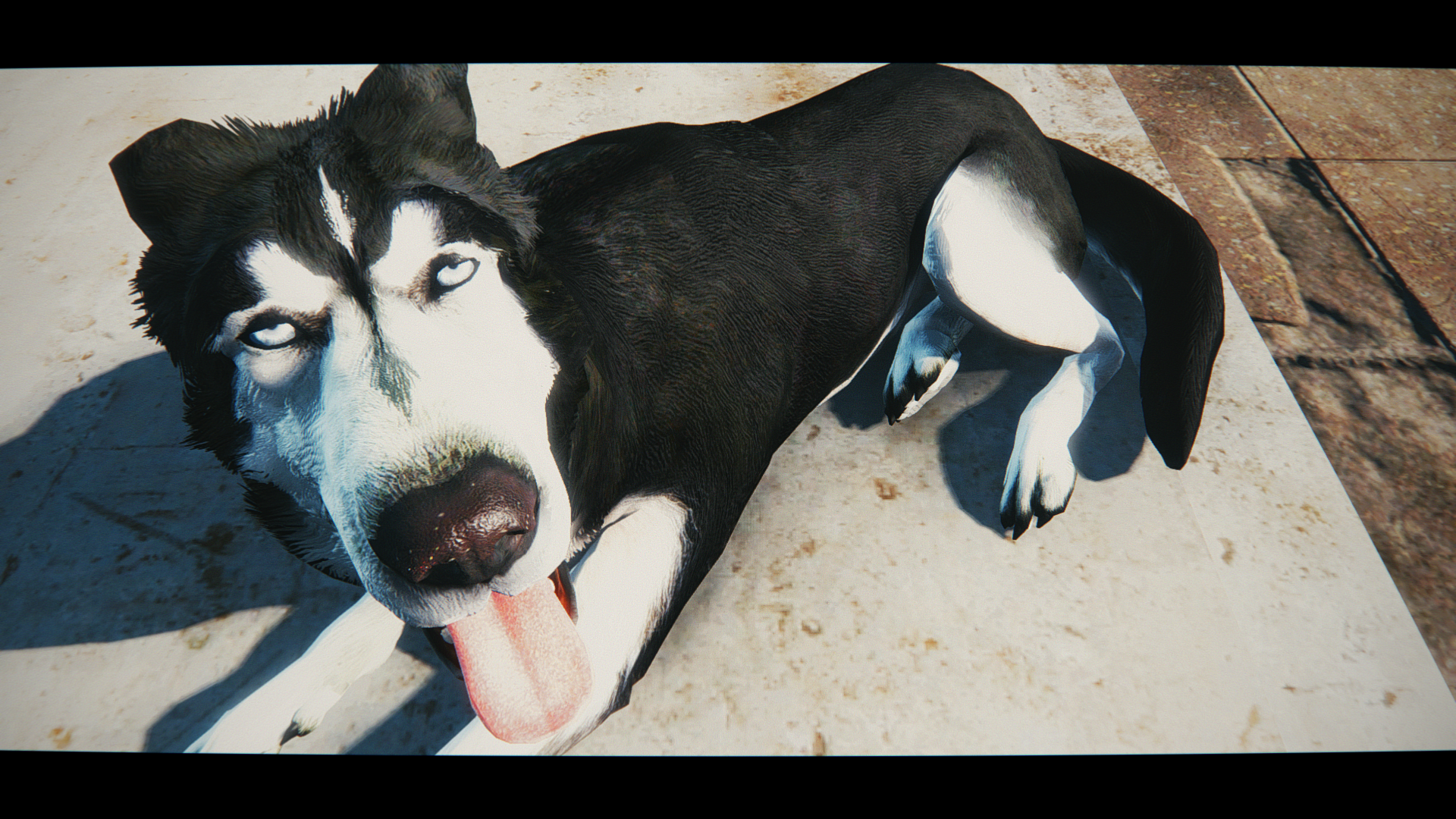 拆家犯二样样精通,但是即便是这样也还是有很多铲屎官对它们爱的深沉.
