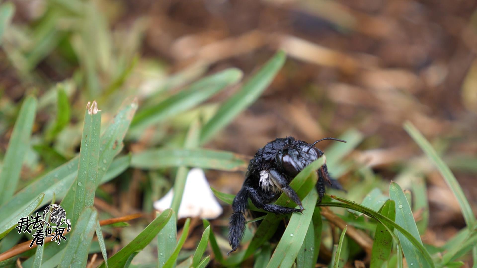 非洲草坪里的奇特昆虫,没法带回国内,感觉自己差点暴富