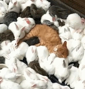 网友家的猫咪躺在兔窝中睡觉,简直太会享受了!