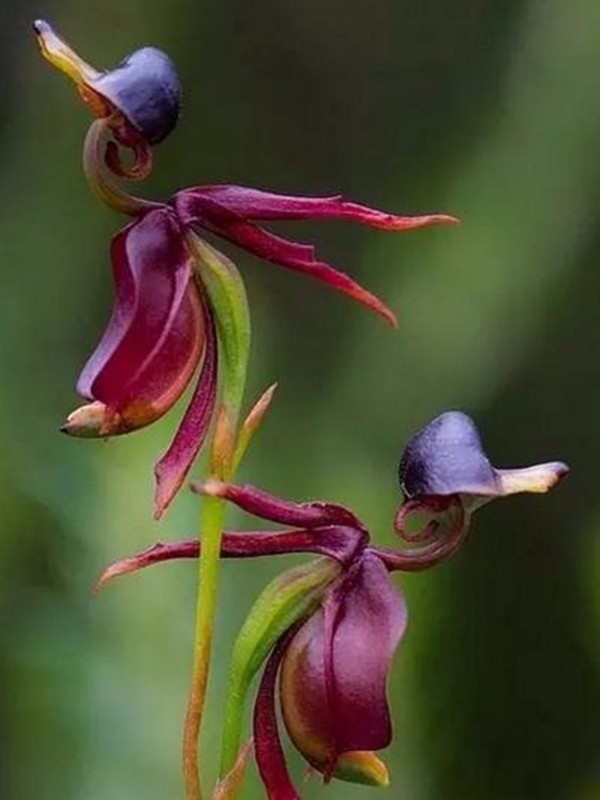 盘点世界上最罕见奇花异草看到第一个就被吓到了