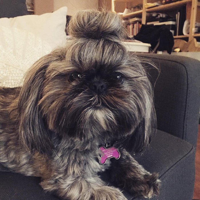 欧美 instagram 上最流行的狗狗发型