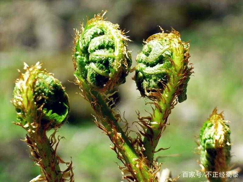 这种龙头菜你肯定没吃过一斤55元农村老人都稀罕