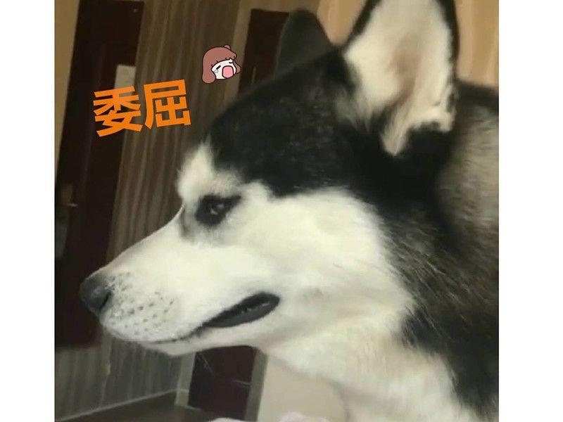 这让很多养二哈的铲屎官头疼不已,不过有位网友晒出了它家二哈犯错被