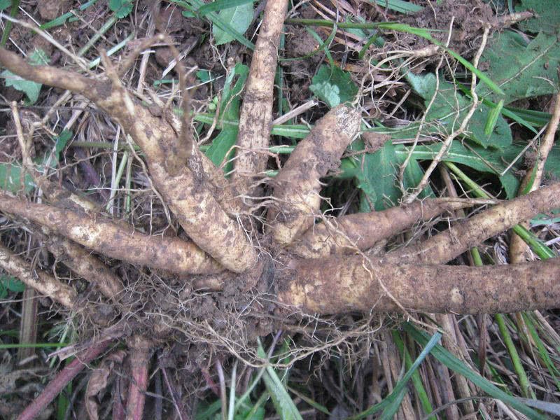 它是民间的"金疮药",专治跌打损伤,现在卖14一公斤|民间|和尚头|筋骨