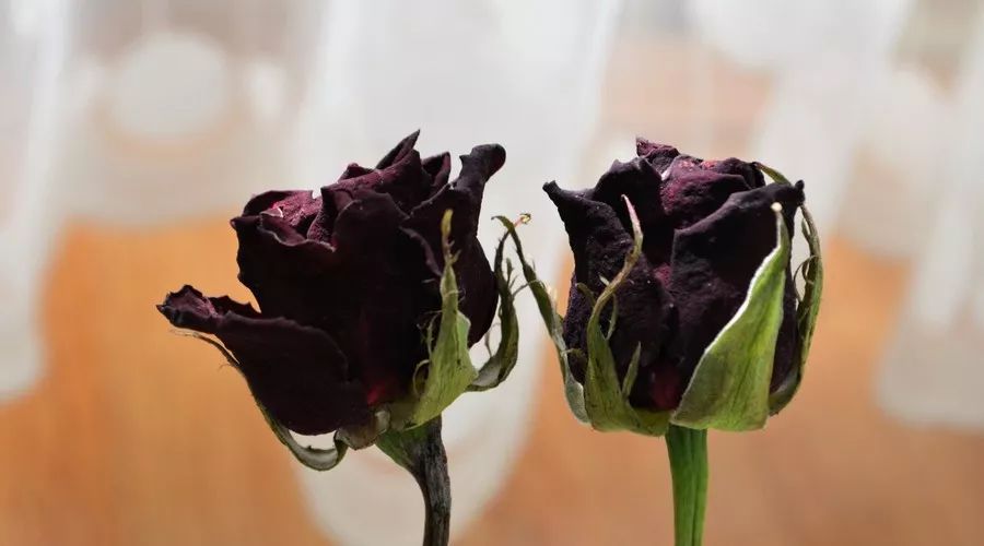 心理测试:凭感觉选择一枝凋零的花,测你的爱情会被好友拆散吗