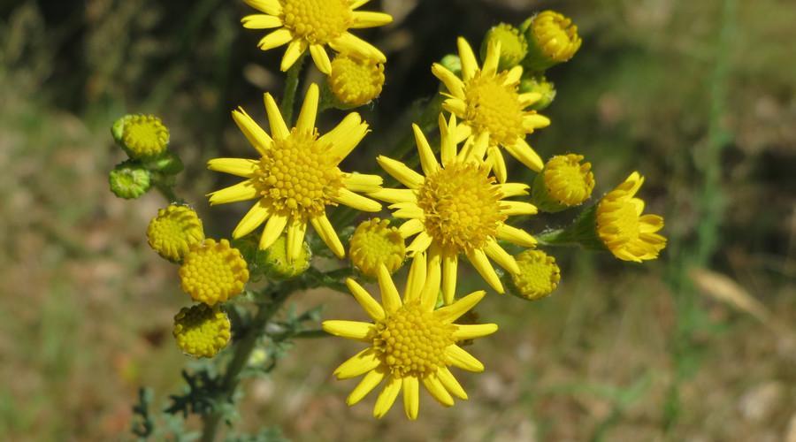 农村这种野草长的和菊花有点像, 能够用来清热利湿和止痒