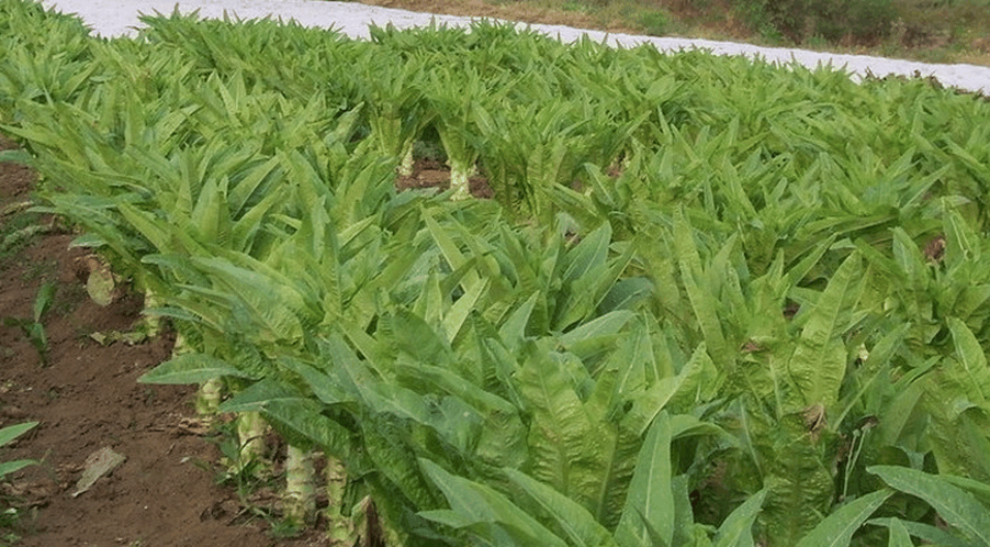 "千金菜"比红薯的抗癌效果还要强! 饭桌上怎能少了它?