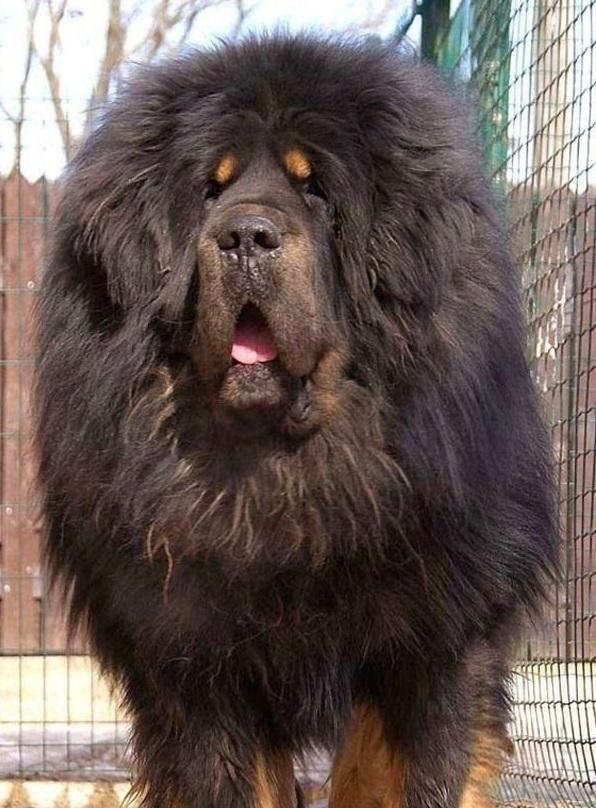 全球最丑的10大獒犬品种, 让女孩最讨厌而男孩却很喜欢(图)|藏獒|獒犬|獒_新浪新闻