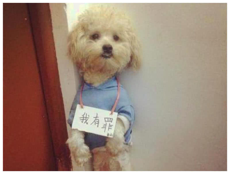 黑狗在地上一趴,就用两只前爪搭在了自己的头上,俨然是一副"不听不听