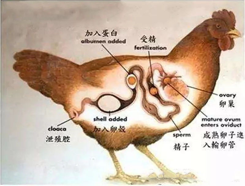 鸡的法氏囊解剖图图片