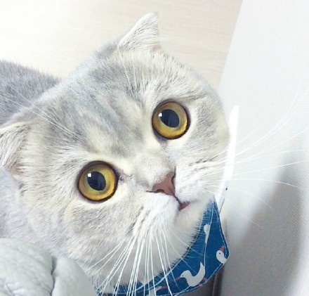 二岁左右大的苏格兰折耳猫zara,眼睛圆溜溜的.简直要萌出血了 !