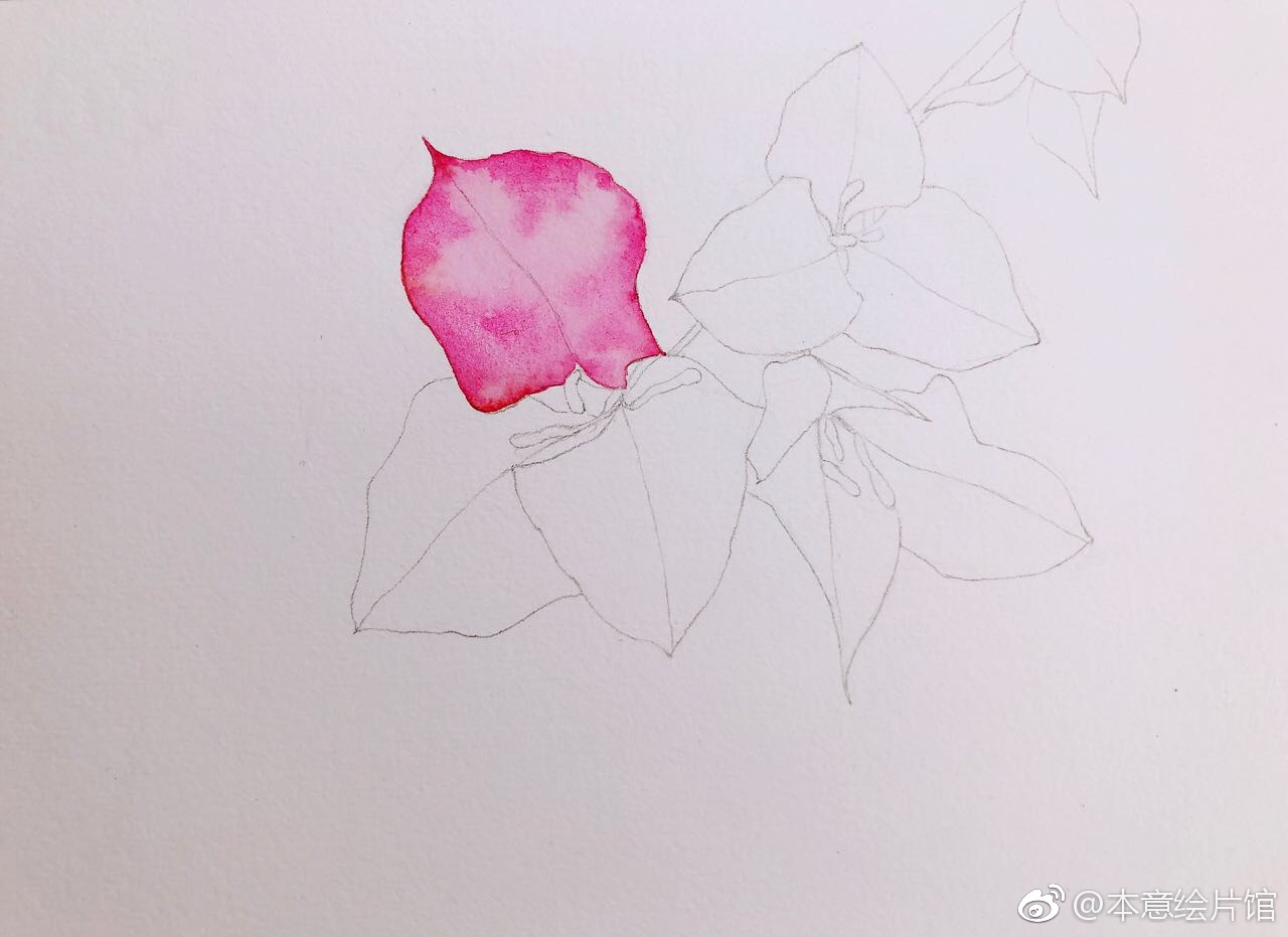 画一支三角梅绘画