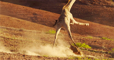 荒野上,一直母狮妄图捕猎长颈鹿,结果可想而知