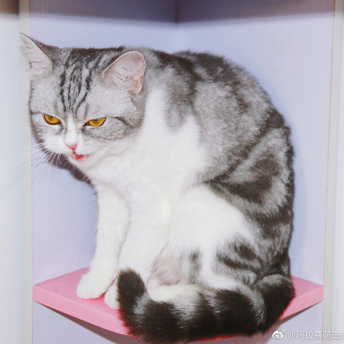 你这只小猫咪,怎么如此邪魅狷狂!