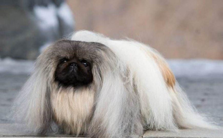 曾是皇家御犬, 红遍海内外, 如今无人问津, 京巴为何遭到如此冷落