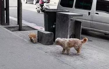 在垃圾袋里发现半截狗狗的身体原以为它凶多吉少没想到