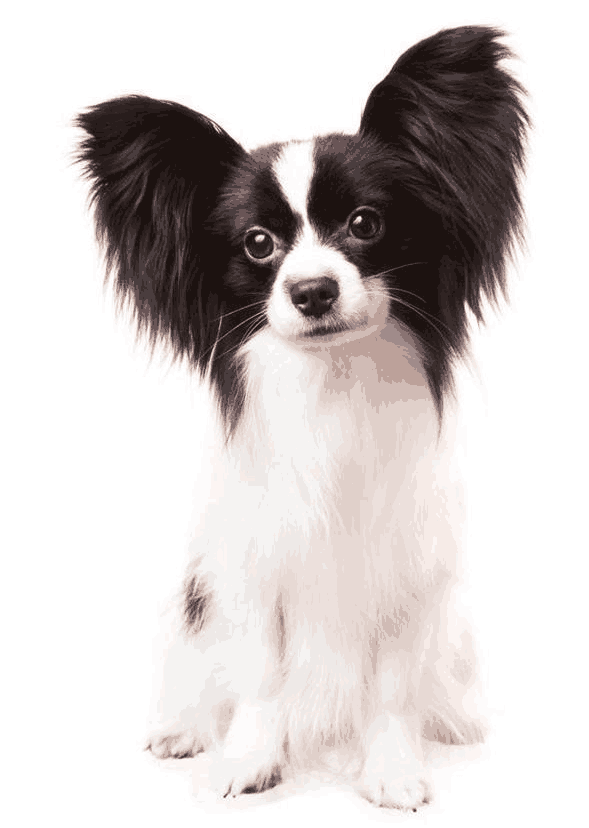 蝴蝶犬一叫停不下来 不能溺爱 发出安静的命令