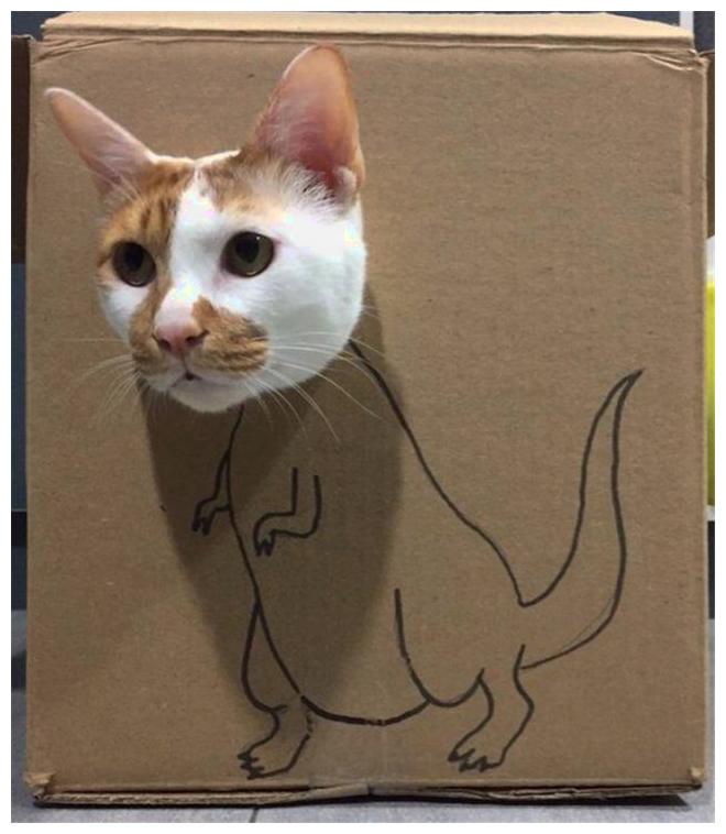 这是我见过最豪气的猫咪10几套豪宅换着住