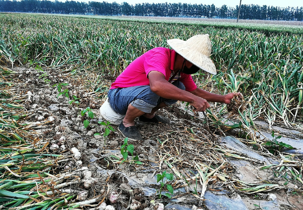 农村现在正值挖蒜的高峰期,雇工一天约150元_新浪看点