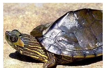 我滴个龟龟!你们可真秀,来看看你都认识哪些地