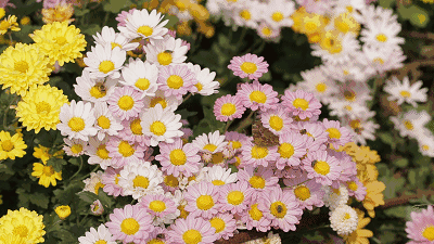怦然心动不同颜色的菊花包围着你200多个品种驻足花丛中◆◆10月27日
