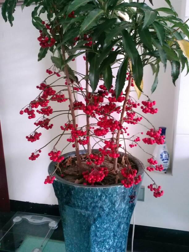 金玉满堂的寓意很好平时我们要怎么养不结果是什么原因