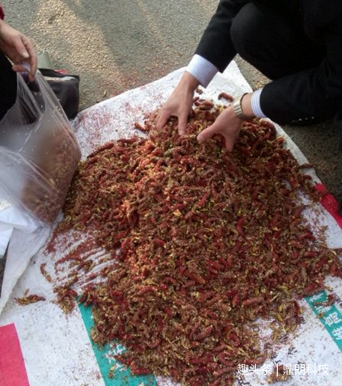 农村女的孩误食"五十芒",只吃了3个差点中毒送命!