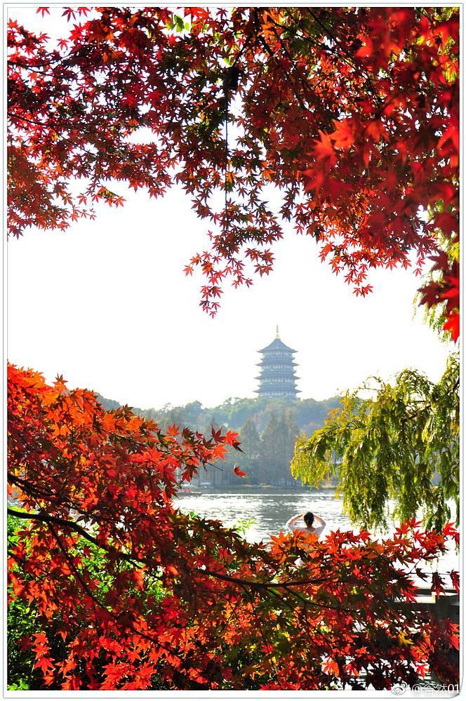 杭州西湖景区的枫叶开始红了,红的似火,红的把冬季激情点燃