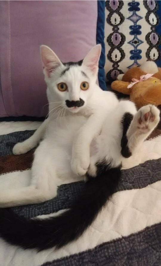 网友收养一只小丑猫,半年过去了,他总是哭笑不得:怎么越长越丑