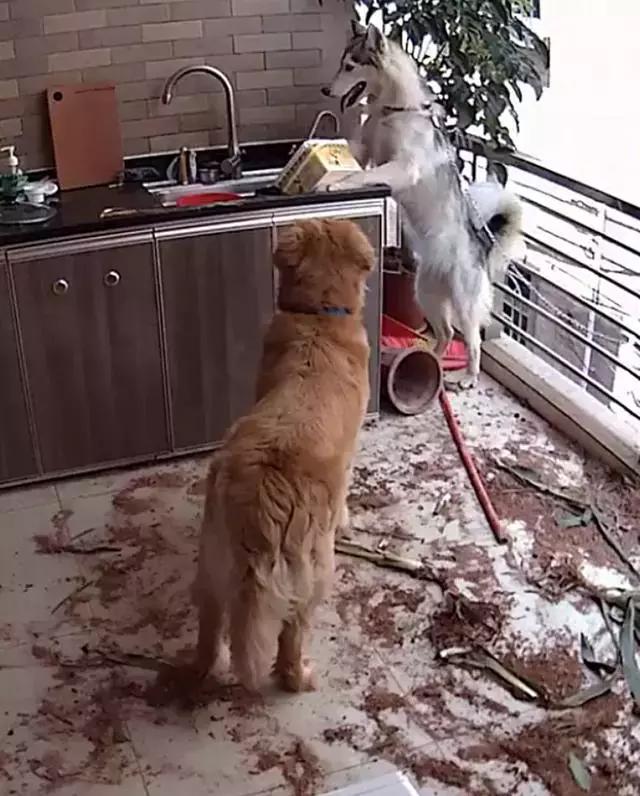 哈士奇成功带偏金毛一只!合伙拆家,放水淹房,主人要哭了
