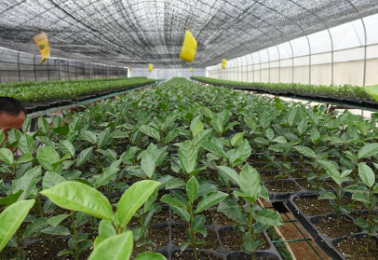 果树栽培:百香果育苗及移栽定植技术