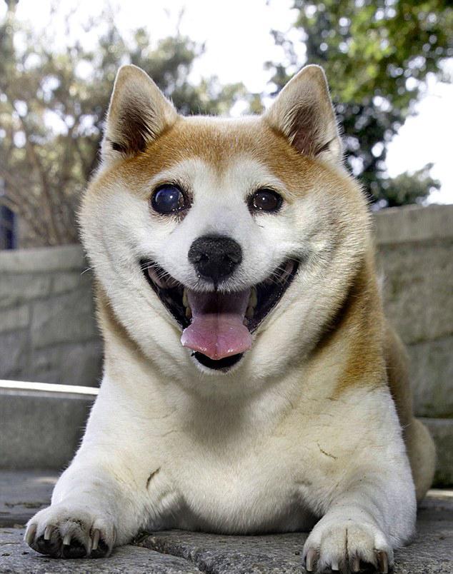 爱笑的狗狗运气都不会差, 这只柴犬真幸福