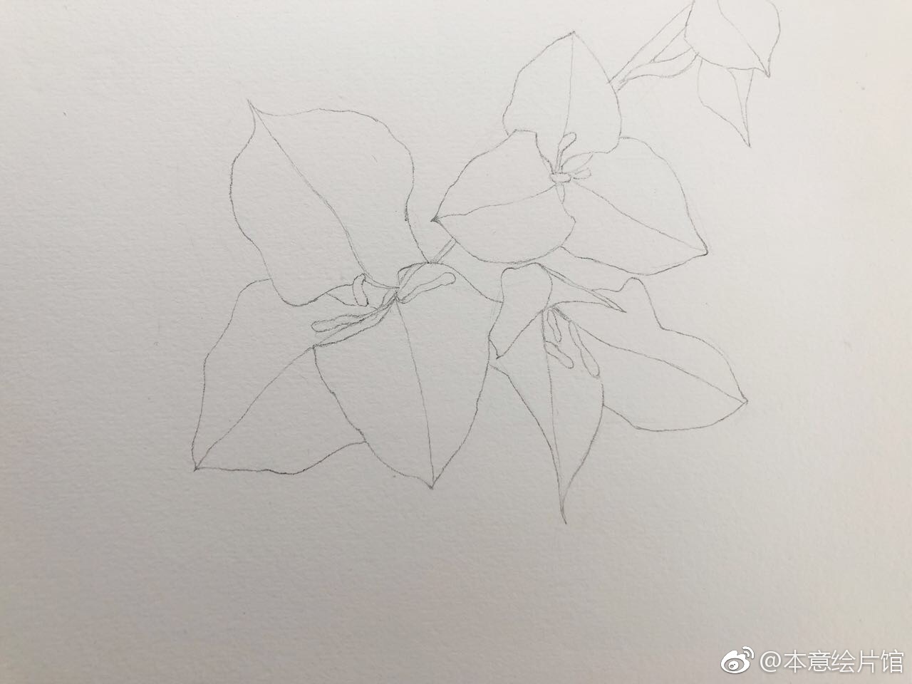 画一支三角梅绘画