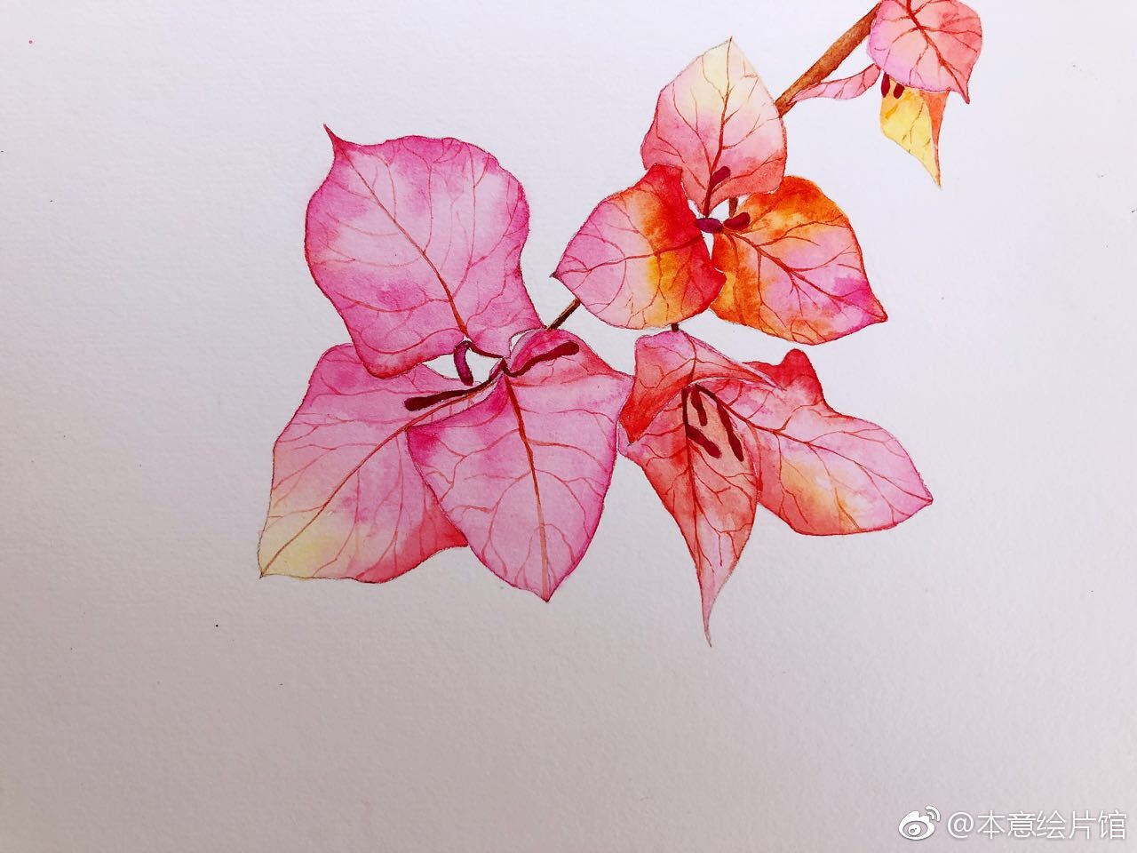 画一支三角梅绘画