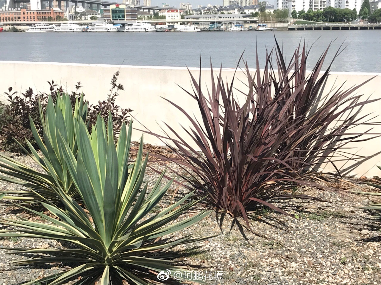金边凤尾兰红巨人朱蕉了解一下是不是很有澳洲风情
