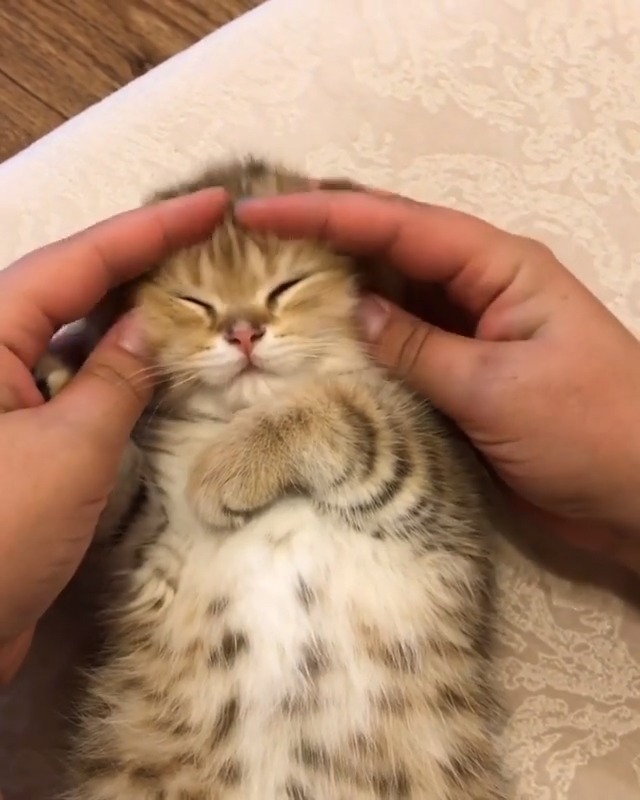 人家也要揉脸啦!